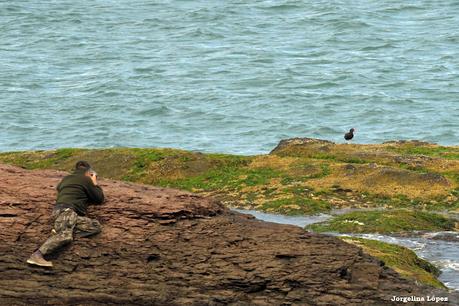 Fotografiando al ostrero  negro