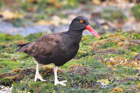 Fotografiando al ostrero  negro