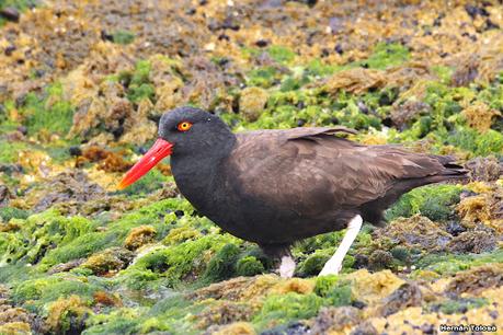Fotografiando al ostrero  negro
