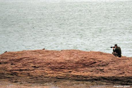 Fotografiando al ostrero  negro