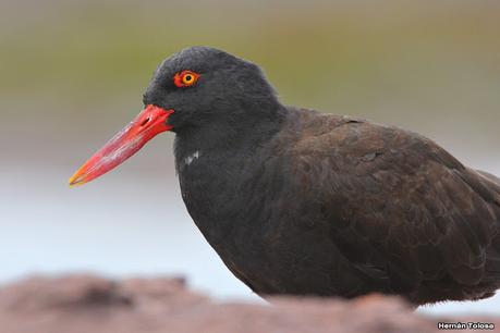 Fotografiando al ostrero  negro