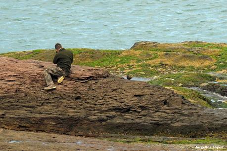Fotografiando al ostrero  negro