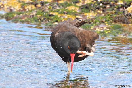 Fotografiando al ostrero  negro