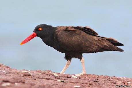 Fotografiando al ostrero  negro
