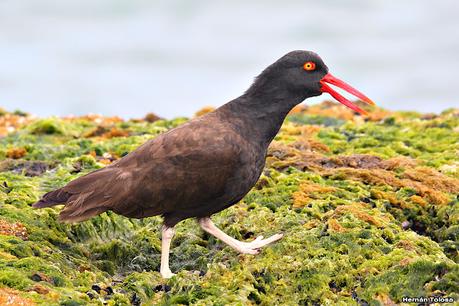 Fotografiando al ostrero  negro