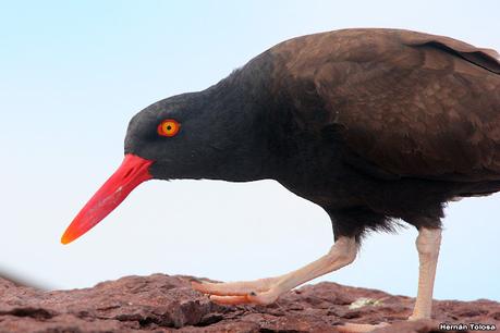 Fotografiando al ostrero  negro