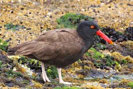 Fotografiando al ostrero  negro