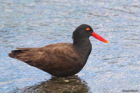 Fotografiando al ostrero  negro