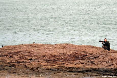 Fotografiando al ostrero  negro