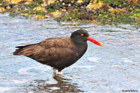 Fotografiando al ostrero  negro