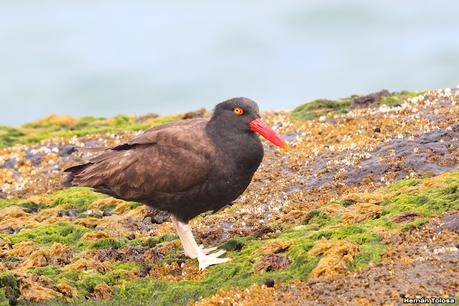 Fotografiando al ostrero  negro
