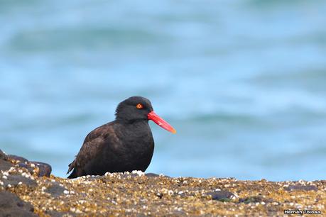 Fotografiando al ostrero  negro