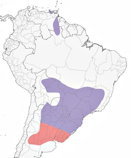 Golondrina cabeza rojiza (Alopochelidon fucata)