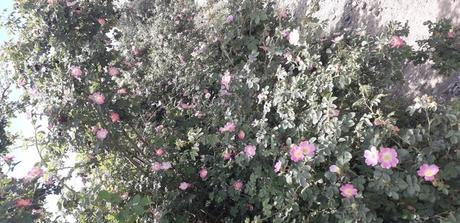 Lo que hace único a El Bolsón: Un hermoso valle, tranquilo, acogedor y solidario. Los pueblos originarios de la Patagonia ya conocían y utilizaban el escaramujo para hidratar la piel, curar heridas y tratar diversas dolencias.
