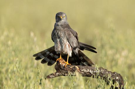 AGUILUCHO CENIZO (CIRCUS PYGARGUS)