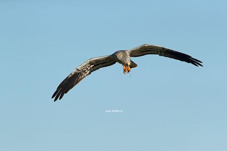 AGUILUCHO CENIZO (CIRCUS PYGARGUS)