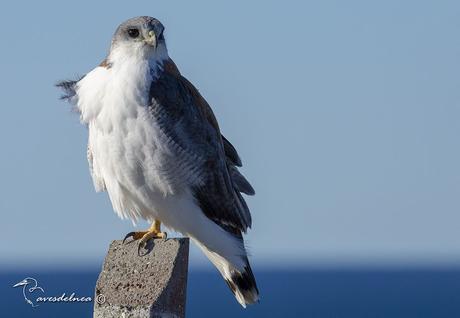 Aguilucho común ( Red-backed Hawk) Geranoaetus polyosoma