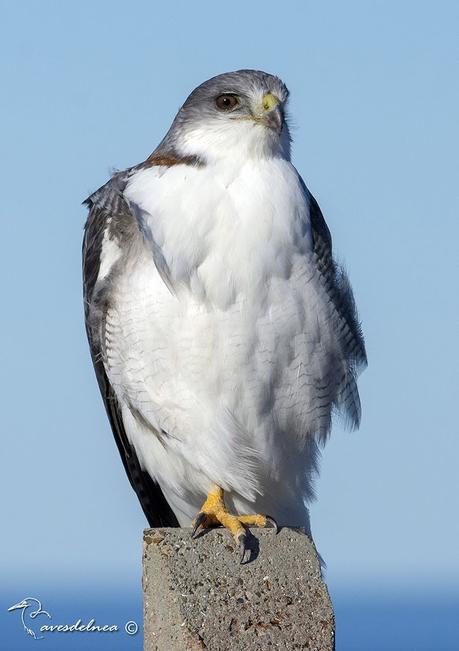Aguilucho común ( Red-backed Hawk) Geranoaetus polyosoma