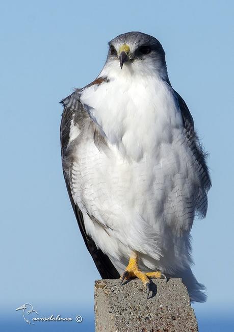 Aguilucho común ( Red-backed Hawk) Geranoaetus polyosoma