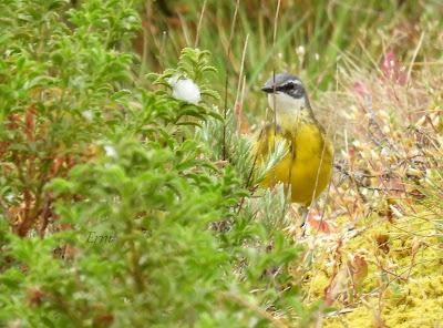 BUSCANDO AVES BELLAS