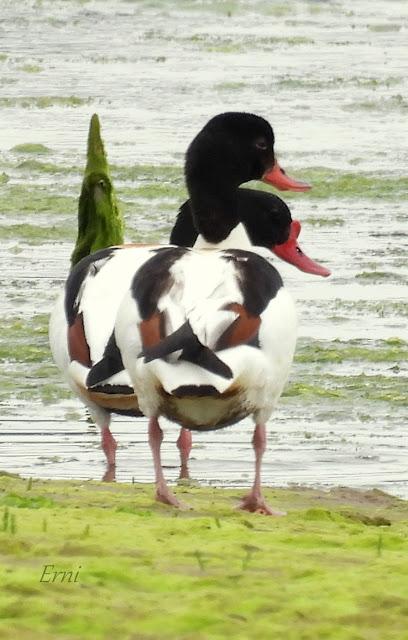 BUSCANDO AVES BELLAS