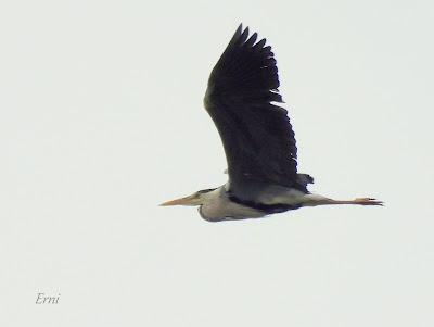 BUSCANDO AVES BELLAS