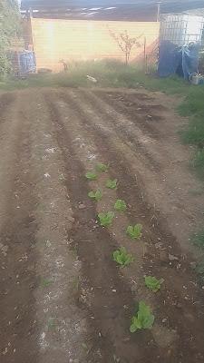 Fotos de huerto 2023 V