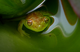 Estudio inédito de conservación de anfibios se realiza en Ecuador