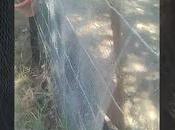 Problemas tomates