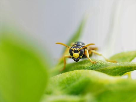 Remedios Caseros para ahuyentar avispas de la piscina