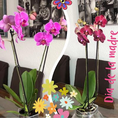 🌸 Orquídeas 🌺  🌹Para el día de la Madre 🌸