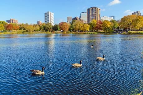 Gansos canadienses en Loring Park