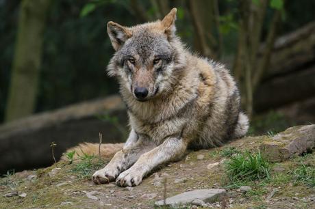 15 mejores cosas que hacer en Wuppertal (Alemania)