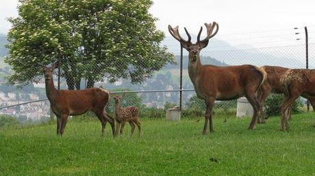 15 mejores cosas que hacer en St. Gallen (Suiza)