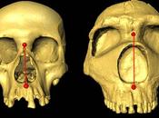 Algunos humanos heredado narices altas neandertales