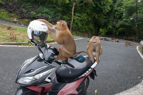 macacos-en-mi-moto-en-tailandia