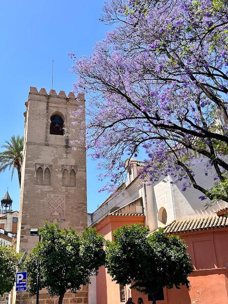 Las jacarandas en flor. Las jacarandas en flor.