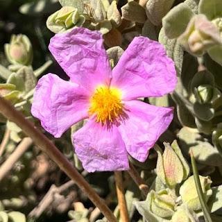 VULNERABILIDAD: Ser una persona llorona es más necesario de lo que la sociedad impone