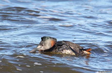 Familia de macá grande