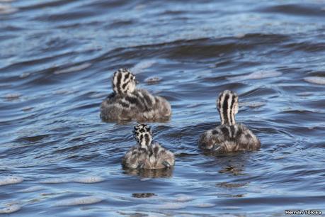 Familia de macá grande