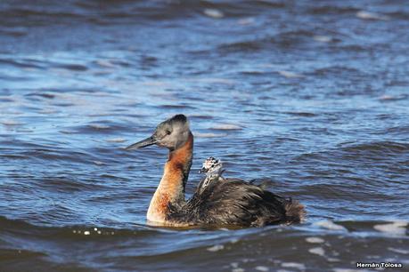 Familia de macá grande