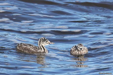Familia de macá grande