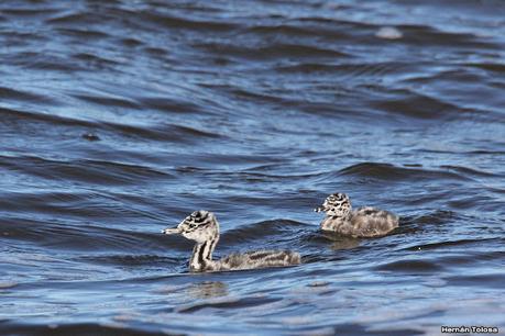 Familia de macá grande