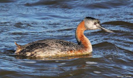 Familia de macá grande