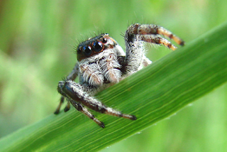 Las arañas saltarinas pierden visión si pasan hambre.