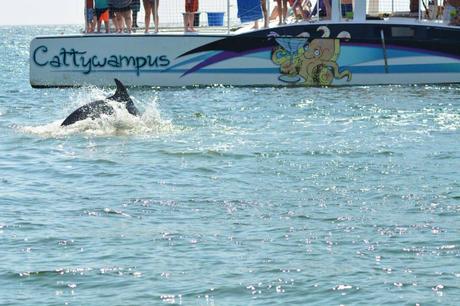 15 mejores cosas que hacer en Destin (FL) 15 mejores cosas que hacer en Destin (FL)