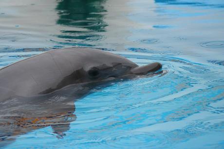 15 mejores cosas que hacer en Destin (FL) 15 mejores cosas que hacer en Destin (FL)