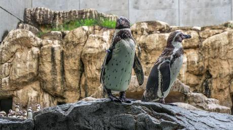 25 mejores cosas que hacer en Nagasaki (Japón)