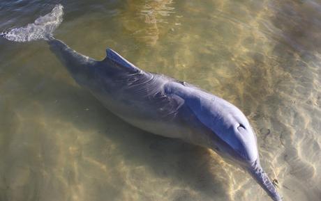 delfines salvajes en Rainbow Beach