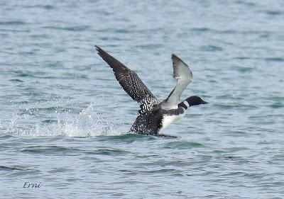 EL ADIÓS DE LOS COLIMBOS